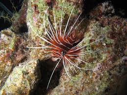 Image result for Pterois radiata
