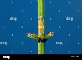 Attēlu rezultāti vaicājumam “Equisetum palustre”