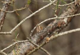 Attēlu rezultāti vaicājumam “Bupalus piniaria male”