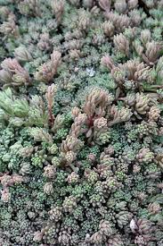 Attēlu rezultāti vaicājumam “Sedum hispanicum”