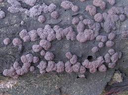 Attēlu rezultāti vaicājumam “Hypoxylon fuscum”