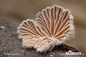 Attēlu rezultāti vaicājumam “Craterium leucocephalum”