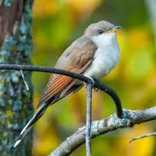 Image result for Coccyzus americanus