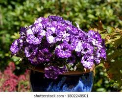 Image result for Petunie