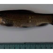 Image result for Mylopharyngodon piceus
