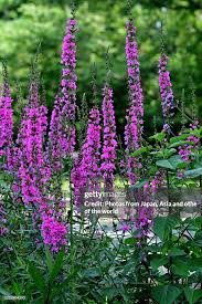 Attēlu rezultāti vaicājumam “Lythraceae”