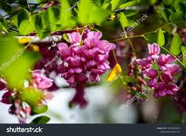 Attēlu rezultāti vaicājumam “Robinia neomexicana”