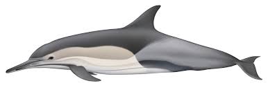 Image result for Delphinus delphis
