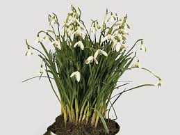 Attēlu rezultāti vaicājumam “Galanthus nivalis leaf”