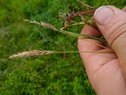 Attēlu rezultāti vaicājumam “Anthoxanthum odoratum fruit”