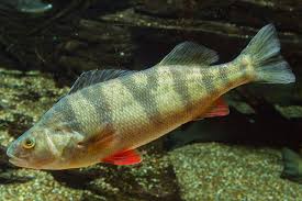 Image result for Perca flavescens