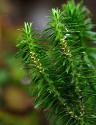 Attēlu rezultāti vaicājumam “Lycopodiaceae”