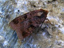 Attēlu rezultāti vaicājumam “Diarsia brunnea”