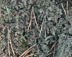 Attēlu rezultāti vaicājumam “Cladonia parasitica”