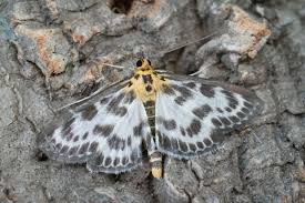 Attēlu rezultāti vaicājumam “Anania hortulata”