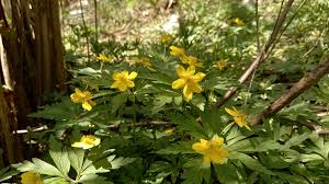 Attēlu rezultāti vaicājumam “Anemone ranunculoides leaf”