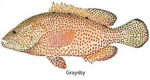 Image result for Cephalopholis cruentata
