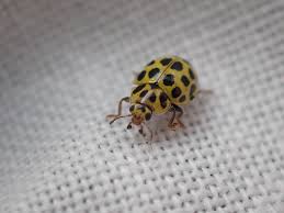 Attēlu rezultāti vaicājumam “Psyllobora vigintiduopunctata”