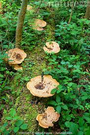 Attēlu rezultāti vaicājumam “Polyporus squamosus”