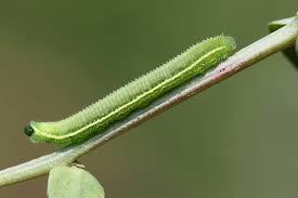 Attēlu rezultāti vaicājumam “Leptidea sinapis underside”