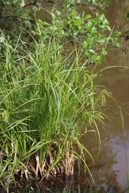Attēlu rezultāti vaicājumam “Carex pseudocyperus”