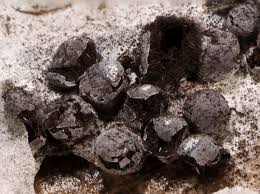 Attēlu rezultāti vaicājumam “Diderma spumarioides”