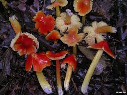 Attēlu rezultāti vaicājumam “Hygrocybe acutoconica”