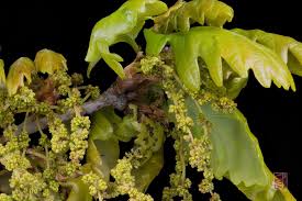 Attēlu rezultāti vaicājumam “Quercus robur male flower”