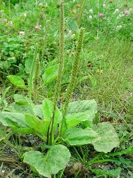 Attēlu rezultāti vaicājumam “Plantago major leaf”