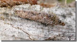 Attēlu rezultāti vaicājumam “Taleporia tubulosa”