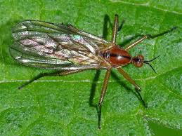 Attēlu rezultāti vaicājumam “Empis sp.”