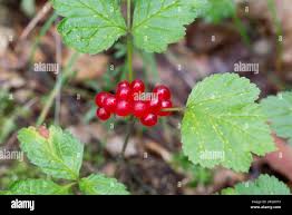 Attēlu rezultāti vaicājumam “Rubus saxatilis fruit”