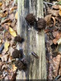 Attēlu rezultāti vaicājumam “Fuligo licentii young”