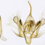 Attēlu rezultāti vaicājumam “Xanthorhoe quadrifasiata”