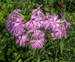 Image result for Dianthus superbus
