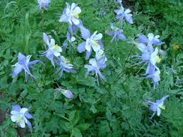 Image result for Aquilegia caerulea