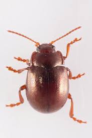 Attēlu rezultāti vaicājumam “Chrysolina staphylaea”