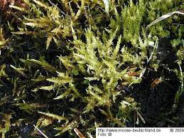 Attēlu rezultāti vaicājumam “Calliergon megalophyllum”