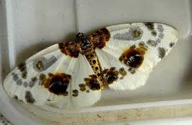 Attēlu rezultāti vaicājumam “Abraxas sylvata larva”