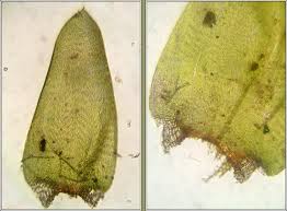 Attēlu rezultāti vaicājumam “Calliergonella cuspidata sporophyte”