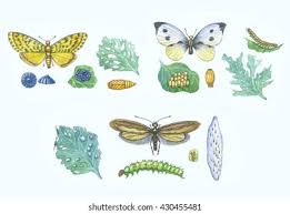 Attēlu rezultāti vaicājumam “Mamestra brassicae pupa”