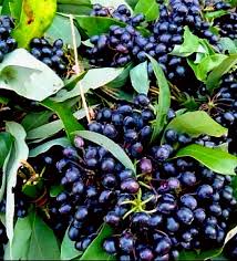 Attēlu rezultāti vaicājumam “Rumex aquaticus fruit”