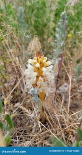 Attēlu rezultāti vaicājumam “Orobanchaceae”