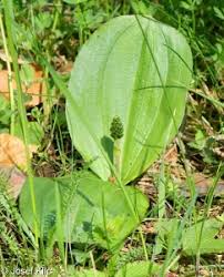 Attēlu rezultāti vaicājumam “Listera ovata fruit”