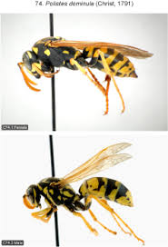 Attēlu rezultāti vaicājumam “Polistes”