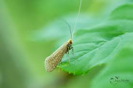Attēlu rezultāti vaicājumam “Nematopogon sp.”