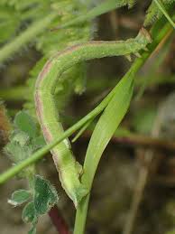 Attēlu rezultāti vaicājumam “Thalera fimbrialis”