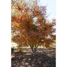 Attēlu rezultāti vaicājumam “Acer pseudosieboldianum”