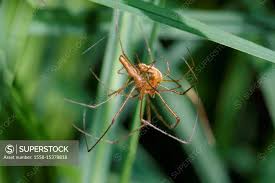 Attēlu rezultāti vaicājumam “Tetragnatha montana”