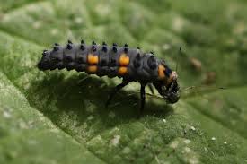 Attēlu rezultāti vaicājumam “Coccinella septempunctata larva”